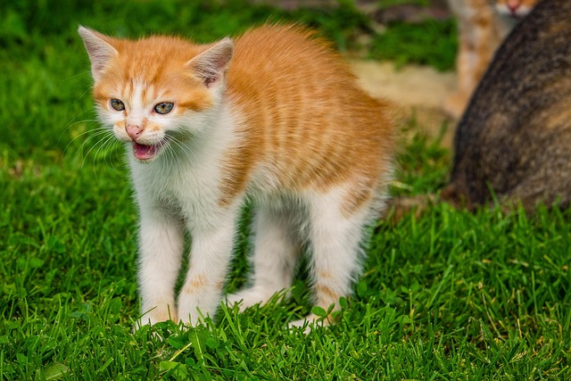 Free Kitten Pet photo and picture