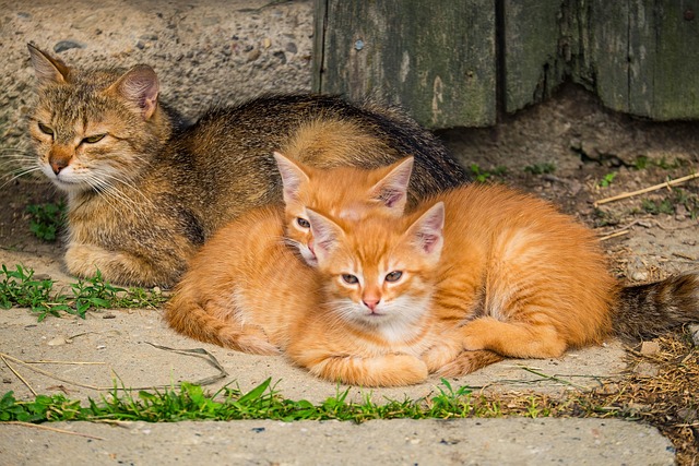 Free Kittens Cat photo and picture
