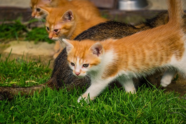 Free Kittens Cats photo and picture