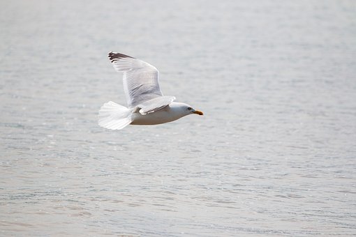 Free Seagull Bird photo and picture