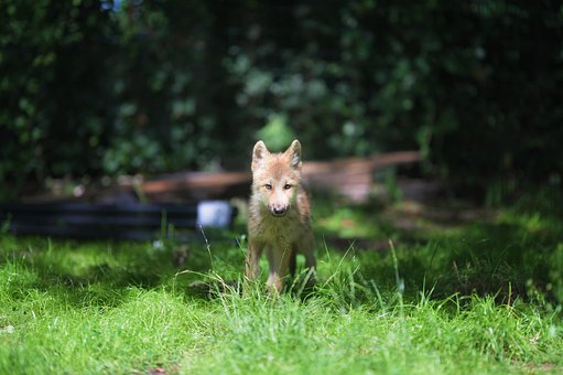 Wolf, Hündchen, Nördliche Rassegruppe