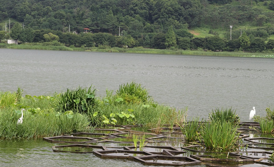 Lake Lotus - Free photo on Pixabay - Pixabay