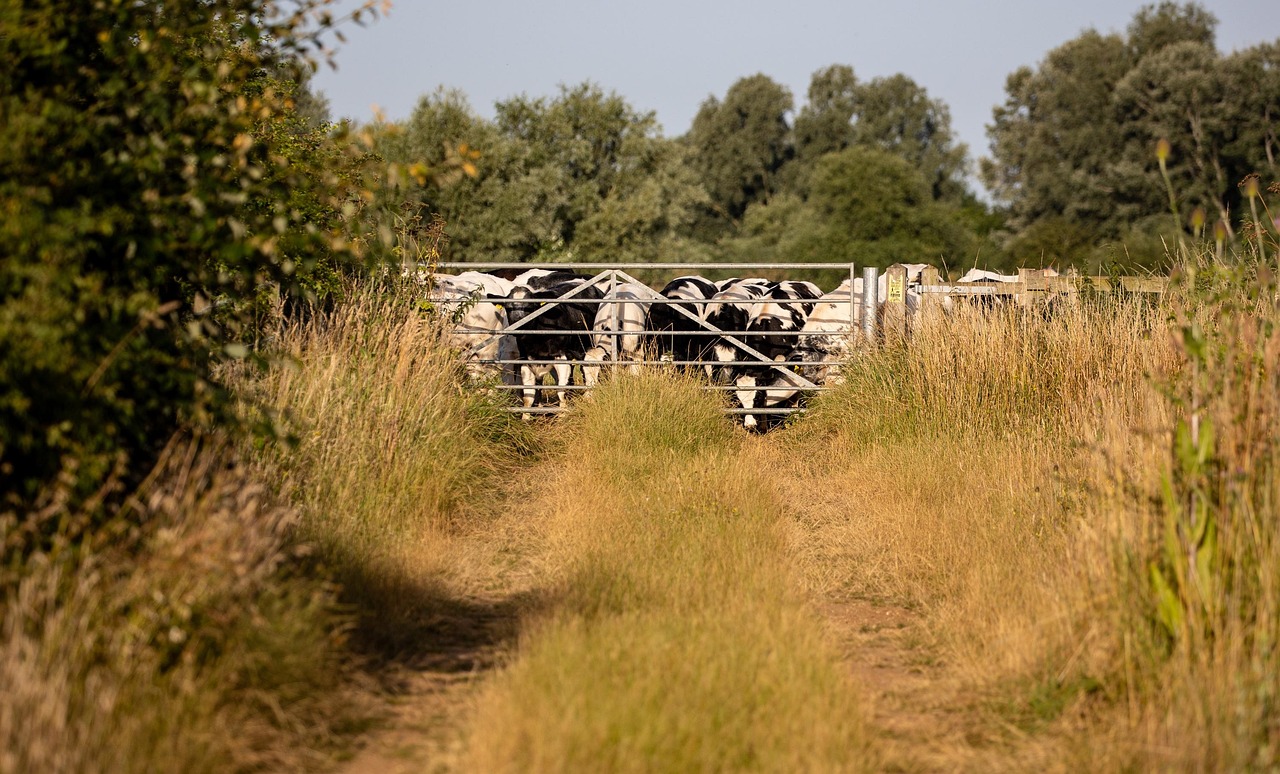 Cows - free online jigsaw puzzle photo