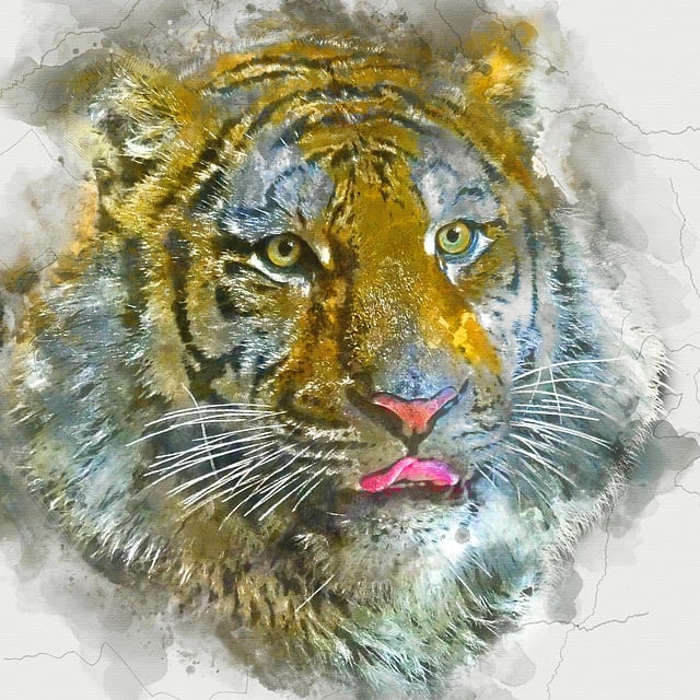 Tijger, Dier, Hoofd, Amoer Tijger