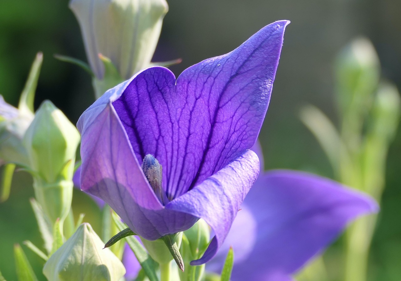 Balloon Flower Platycodon Free photo on Pixabay Pixabay