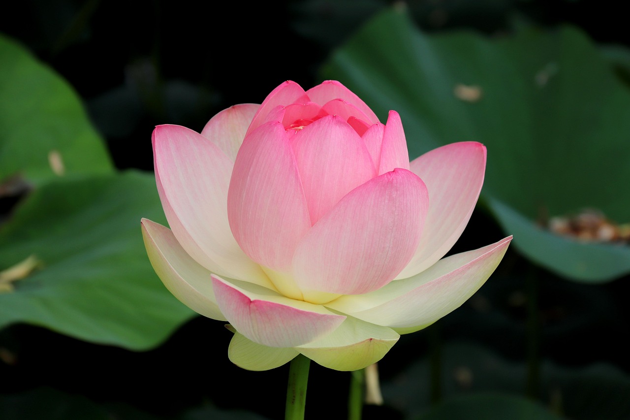 Lotus Flower Pink Free Photo On Pixabay Pixabay lotus-flower-pink-free-photo-on-pixabay-pixabay