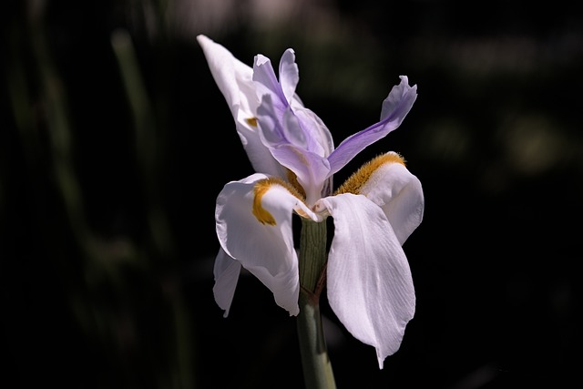 Iris, Bloem, Witte Bloem, Bloemblaadjes