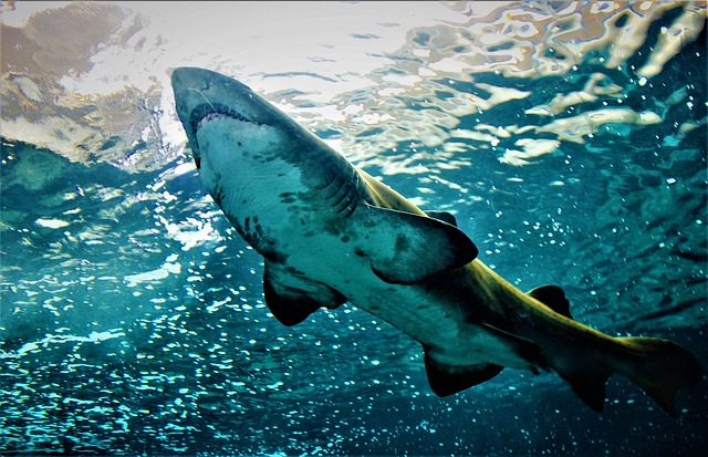 海 魚 鮫 - Pixabayの無料写真 - Pixabay