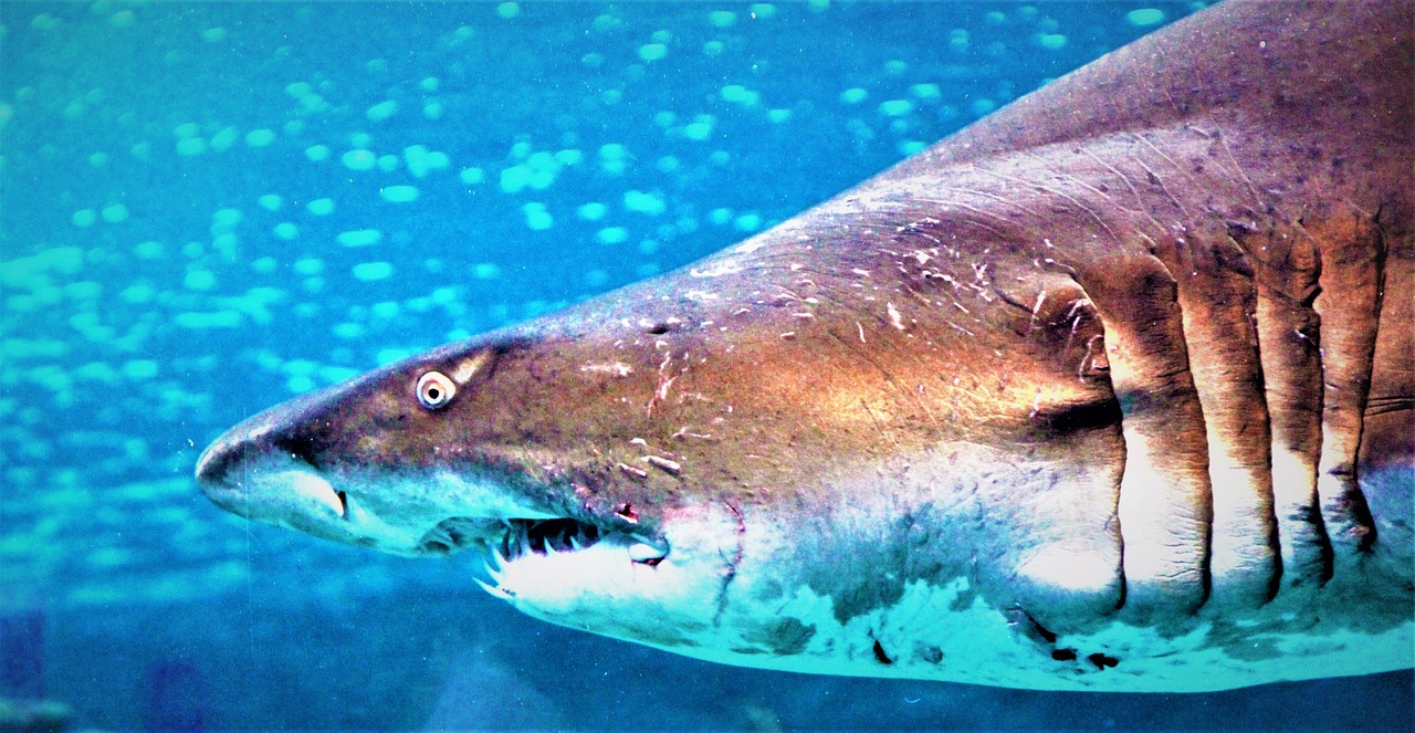 Requin Mer Mer Requin Poisson - Photo gratuite sur Pixabay - Pixabay