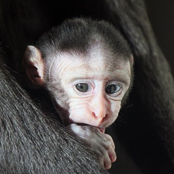 Free Monkey Primate photo and picture