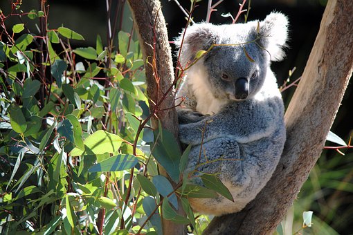 Free Koala Wildlife photo and picture