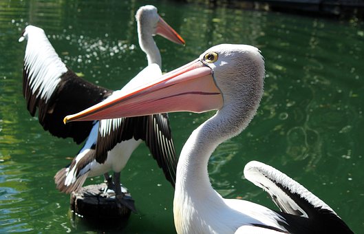 Free Pelicans Birds photo and picture