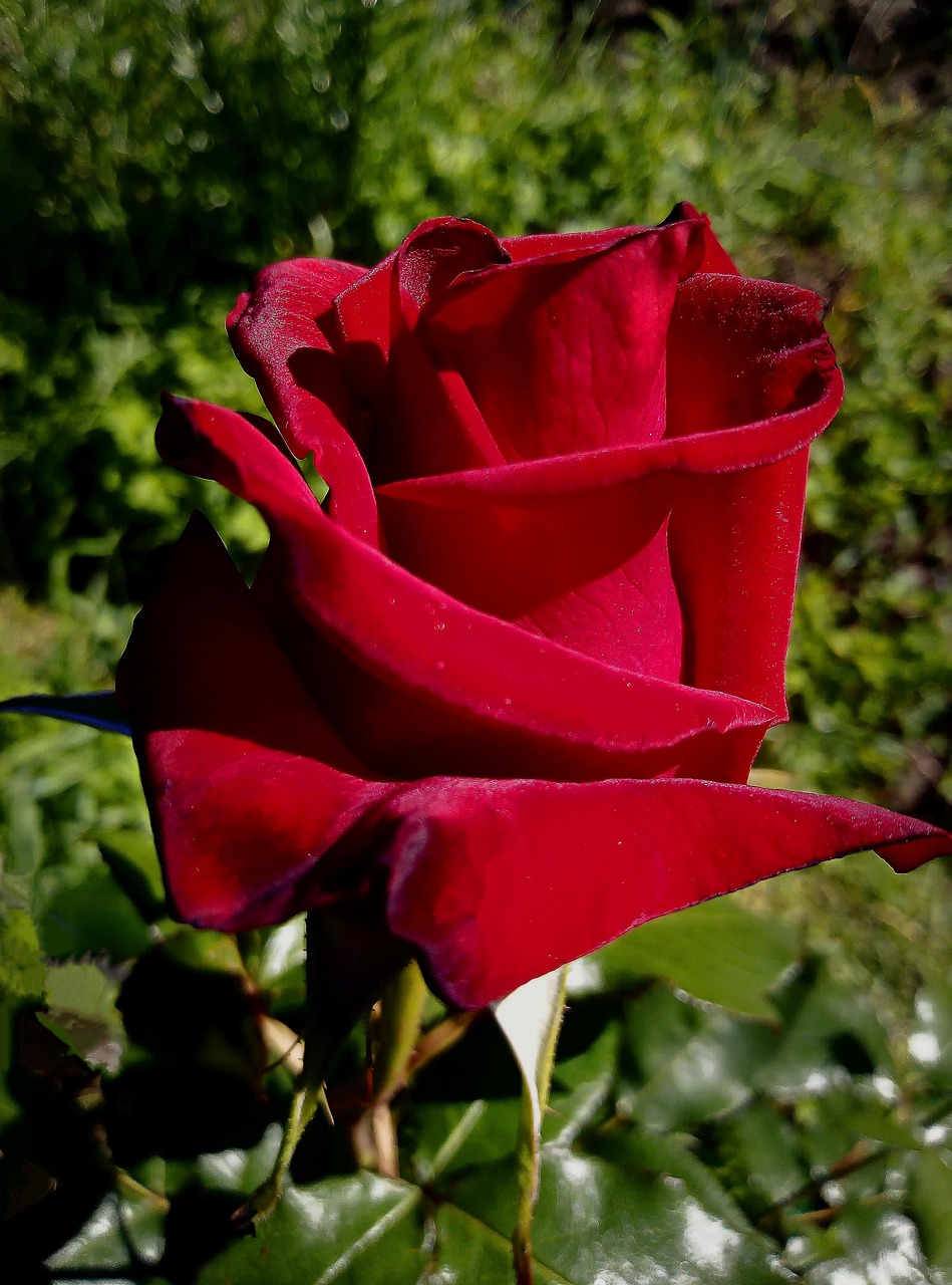 Rose Blomst Plante R d Gratis Foto P Pixabay Pixabay