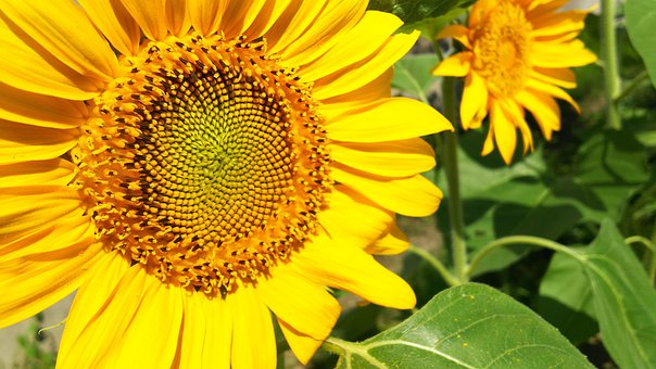 Floarea Soarelui, Natură, Floare