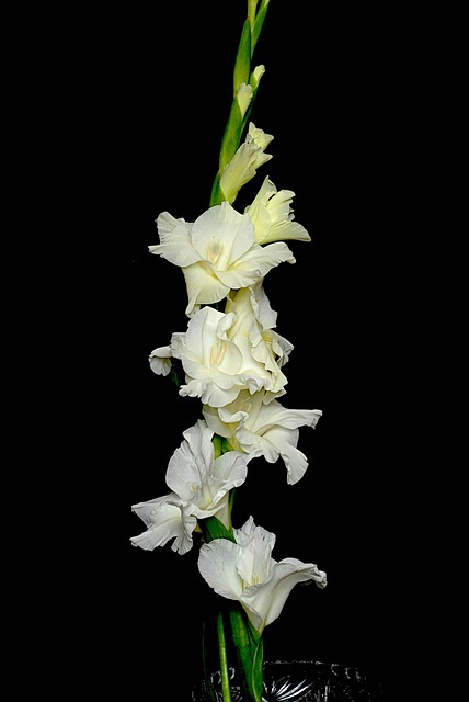 Blume, Weiß, Gladiolus, Schönheit