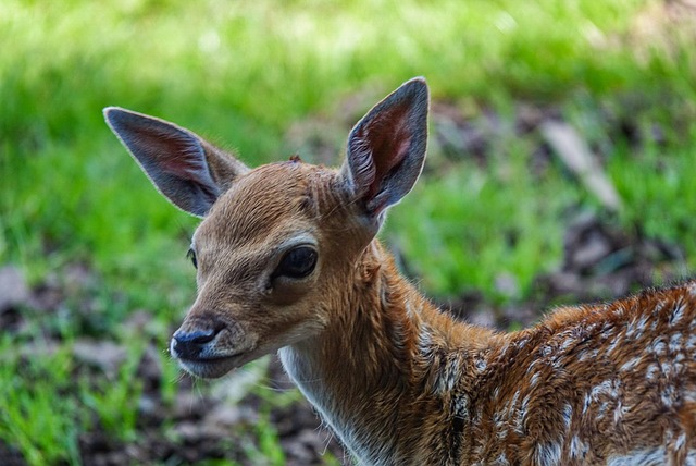 Free Deer Wildlife Park photo and picture
