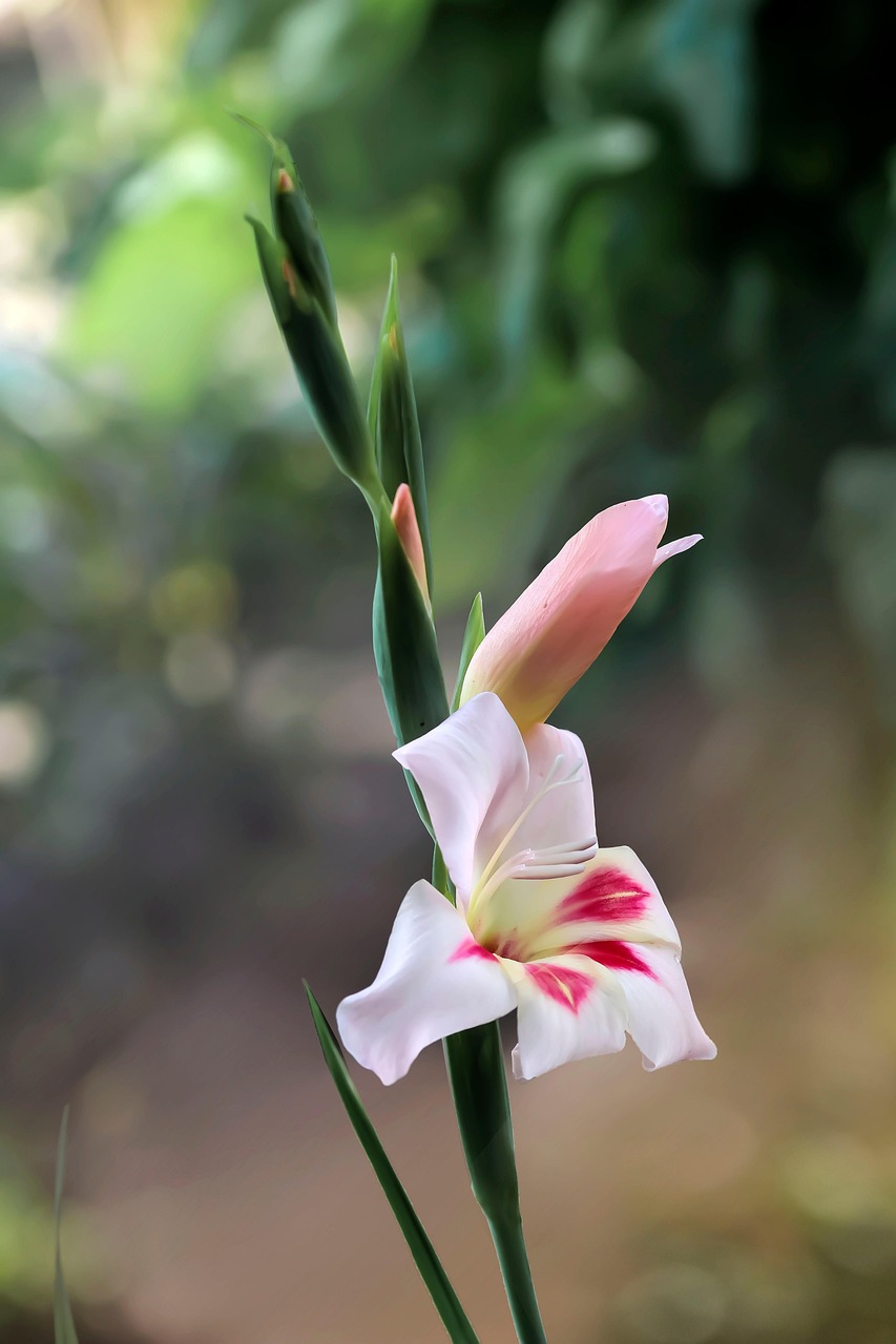 剑兰 花 白色的花 - Pixabay上的免费照片 - Pixabay
