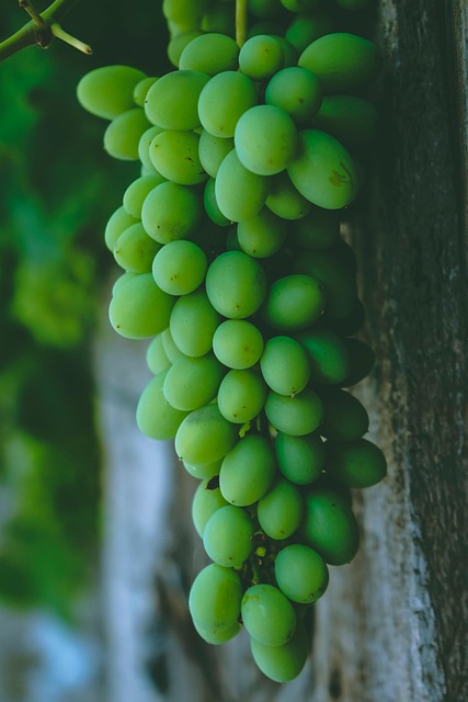 Free Grapes Fruits photo and picture