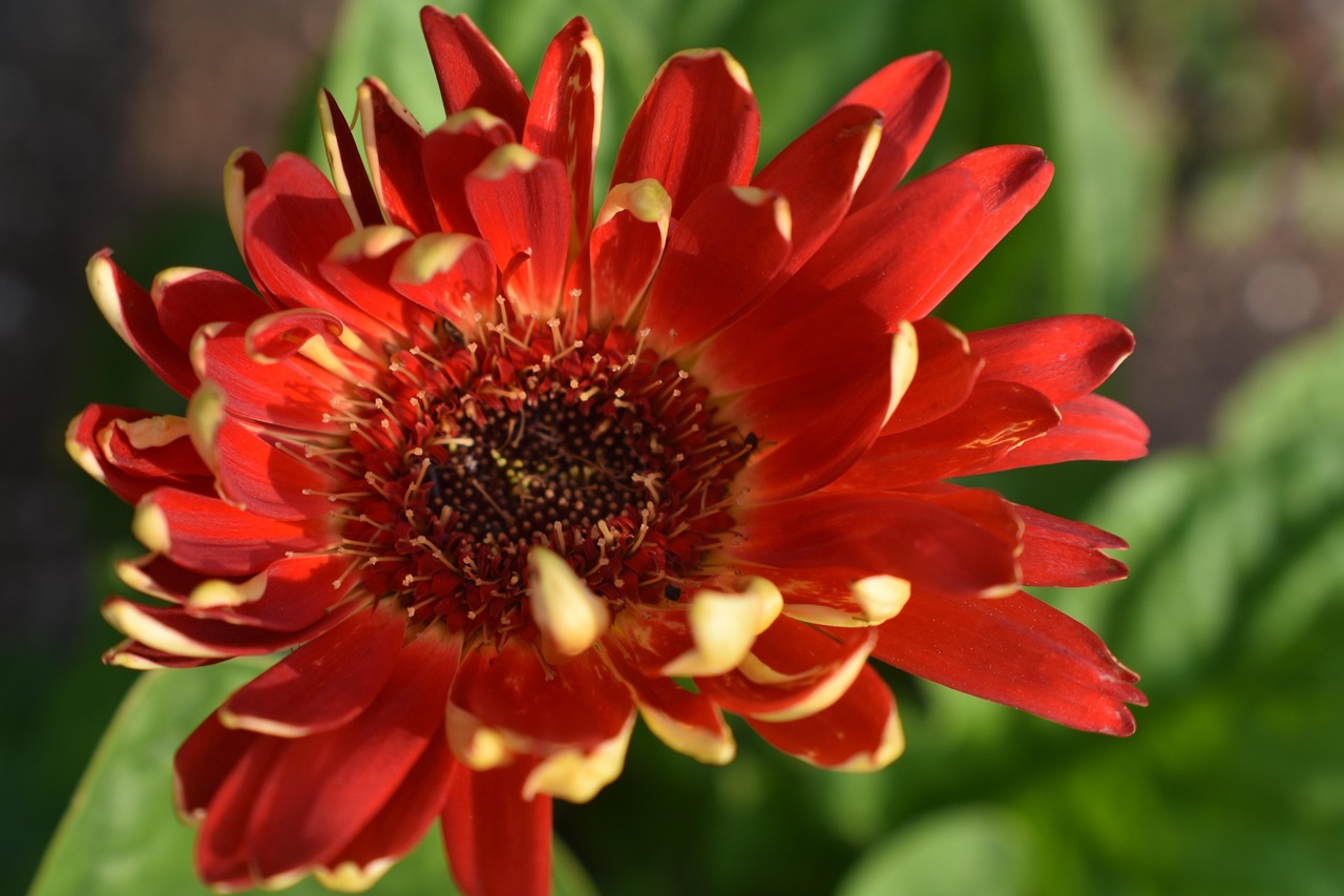 Fleur Marguerite Plantes - Photo gratuite sur Pixabay - Pixabay