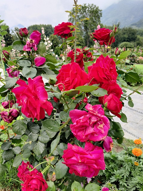 Free Red Rose Garden photo and picture