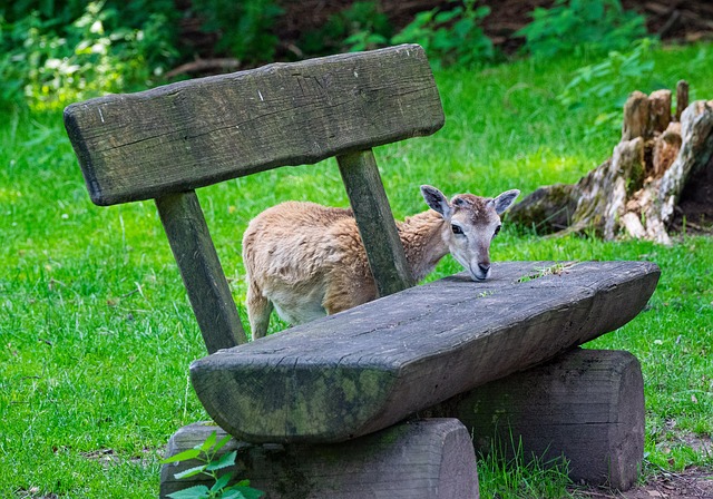Free Deer Animal photo and picture