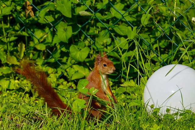 Free Squirrel Garden photo and picture