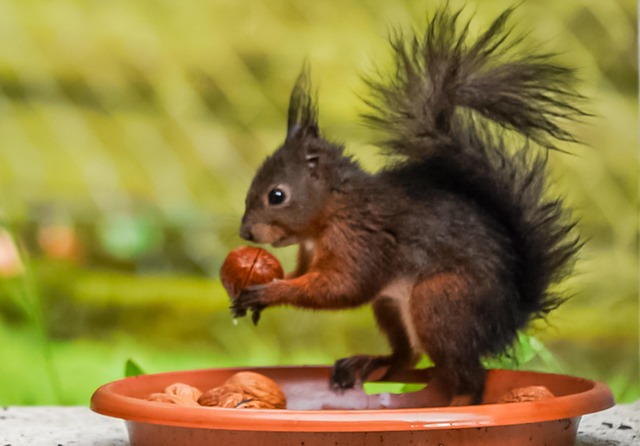 Free Squirrel Nut photo and picture