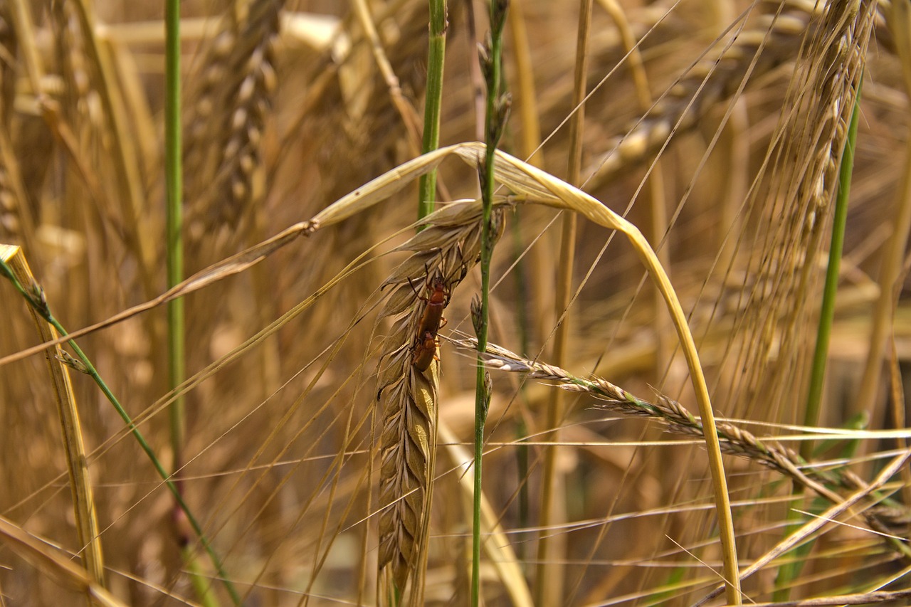 Blé Sur Le Terrain Champ De - Photo gratuite sur Pixabay - Pixabay