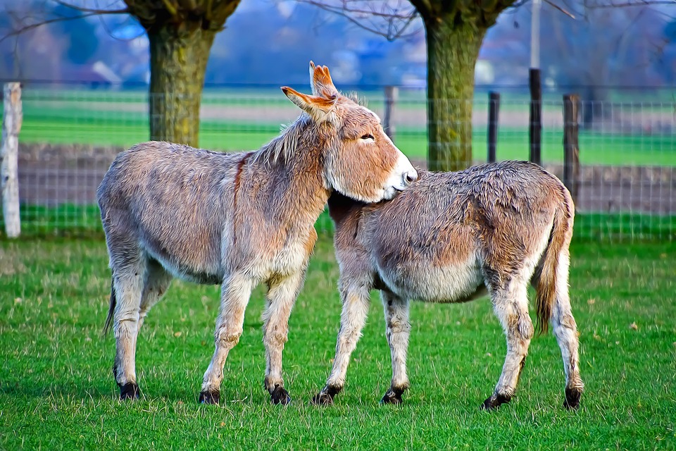 ロバ ラバ Equines - Pixabayの無料写真 - Pixabay