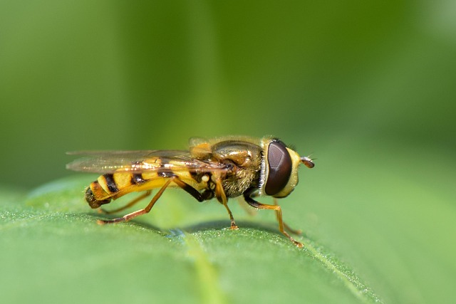 Download free HD stock image of Hoverfly Insect Free Hoverfly Insect photo and picture