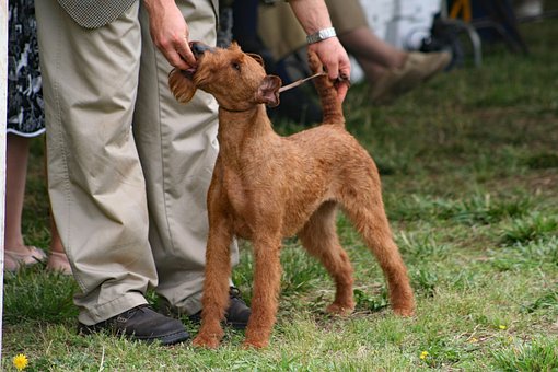 Free Dog Irish Terrier photo and picture