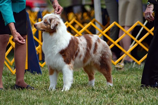 Free Dog Dog Show photo and picture