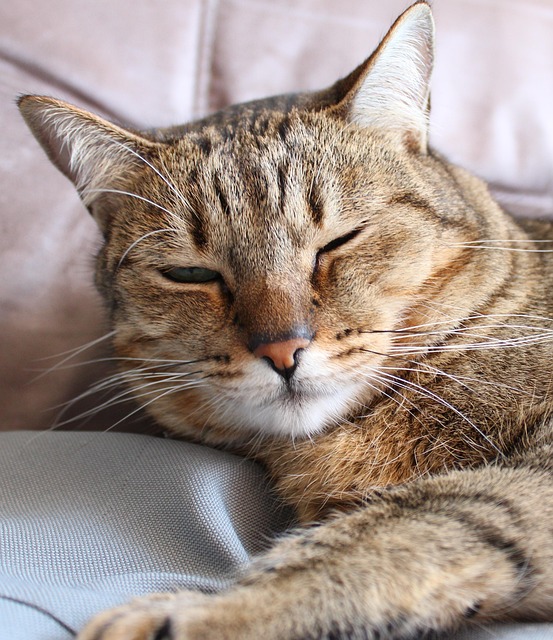 猫, 宠物, 猫科动物, 动物, 毛皮, 睡眠, 说谎, 基蒂, 胡须, 自然