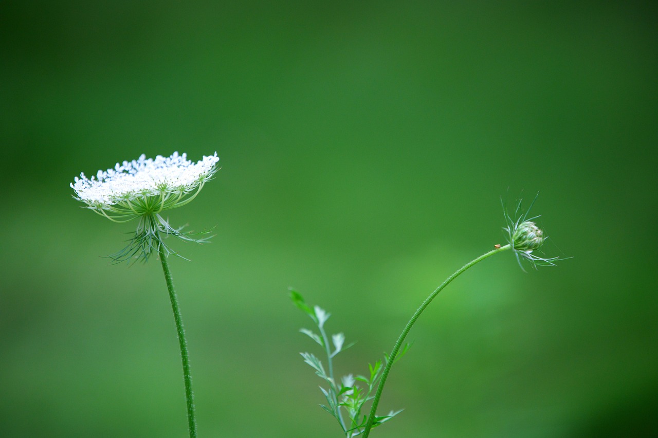 Fleur Blanche Petite - Photo gratuite sur Pixabay - Pixabay