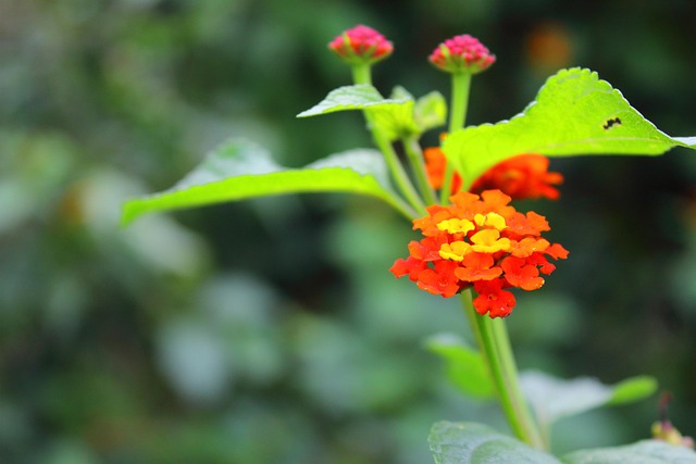 Free Flowers Small Flowers photo and picture