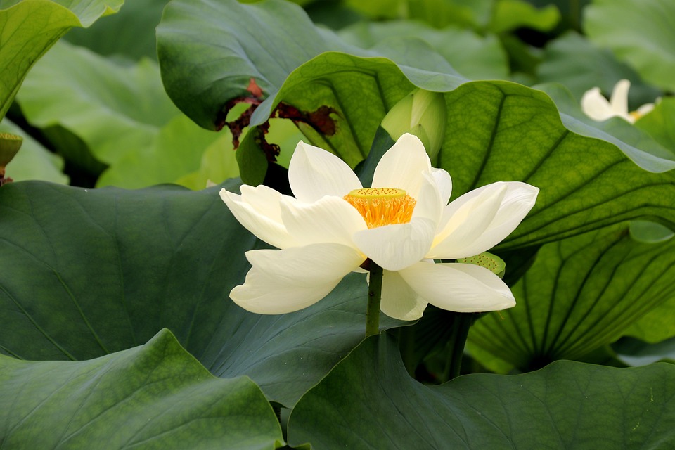 Lotus Fleur De - Photo gratuite sur Pixabay - Pixabay