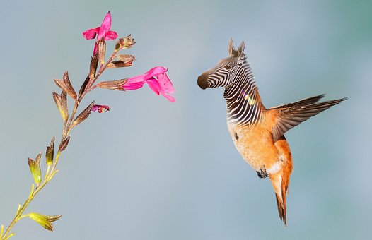 Caballo, Naturaleza, Aves, Caballos