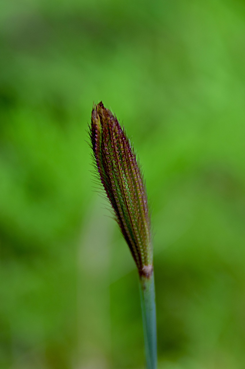 Blade Of Grass Seeds Ear Free photo on Pixabay Pixabay