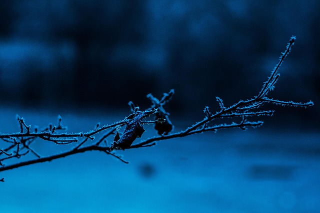Free Winter Branch photo and picture