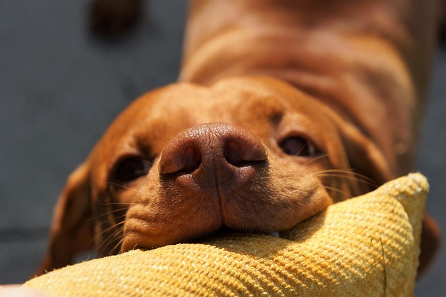 Free Dog Vizsla photo and picture