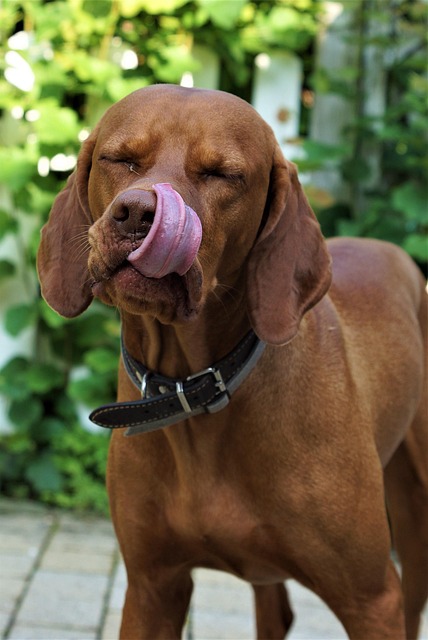 Free Dog Vizsla photo and picture