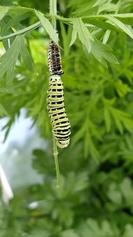 Free Butterfly Caterpillar photo and picture