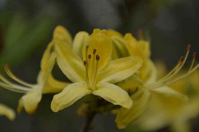 Free Lily Yellow Day Lily photo and picture