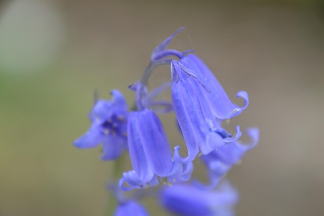 Free Bluebell British Bluebell photo and picture