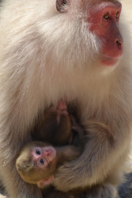 Free Monkey Baby Monkey photo and picture