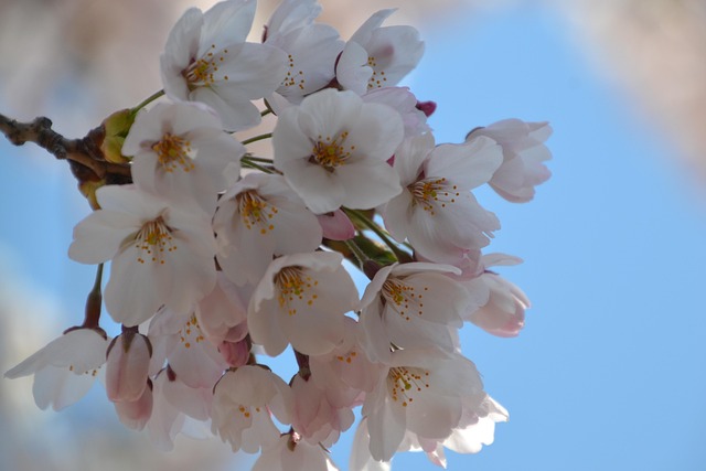 Free Sakura Japan photo and picture