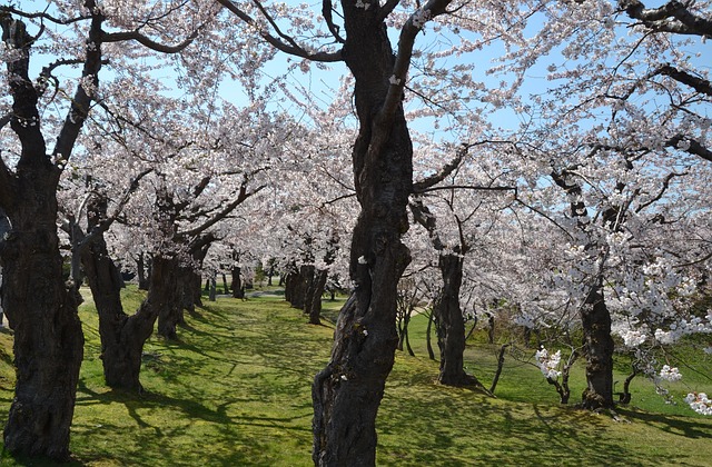 Free Sakura Japan photo and picture