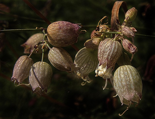 Free Fruit Stand Common Soapwort photo and picture