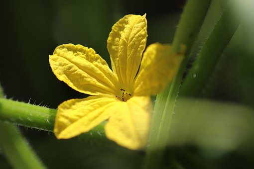 Free Flower Petals photo and picture