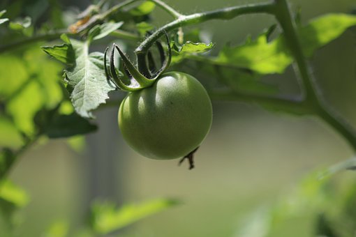 Free Tomato Vegetable photo and picture